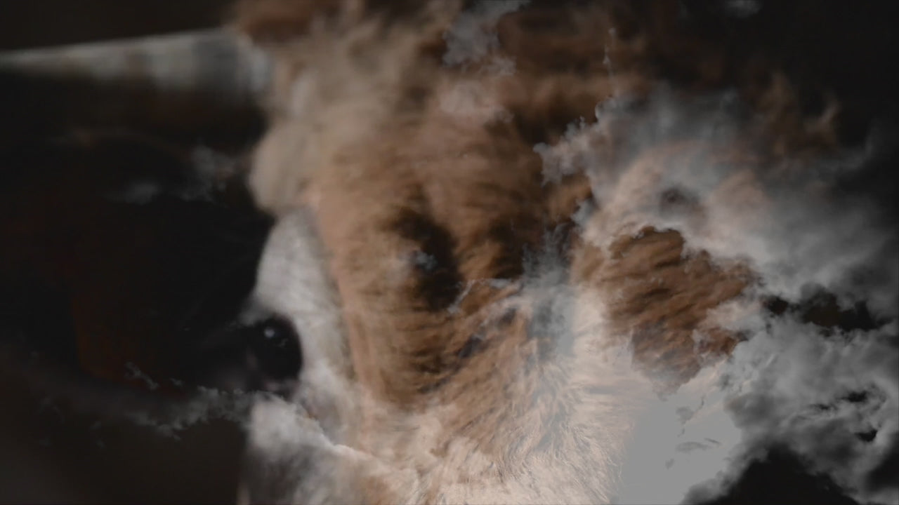 Couteaux Forge De Laguiole avec manches en corne foncée